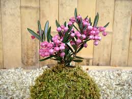 Attēlu rezultāti vaicājumam “Andromeda polifolia leaf”