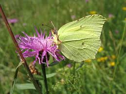 Attēlu rezultāti vaicājumam “Gonepteryx rhamni male”