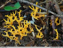 Attēlu rezultāti vaicājumam “Ramariopsis crocea”