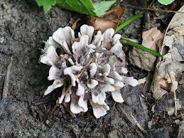 Attēlu rezultāti vaicājumam “Tubifera montana young”