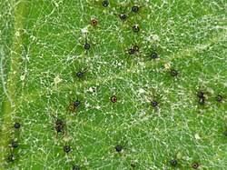 Attēlu rezultāti vaicājumam “Sawadaea tulasnei”