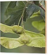 Attēlu rezultāti vaicājumam “Acer campestre fruit”