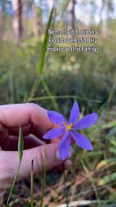 Attēlu rezultāti vaicājumam “Iridaceae”