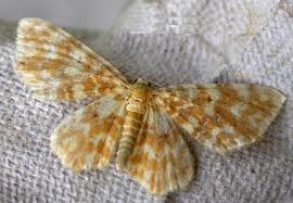 Attēlu rezultāti vaicājumam “Hydrelia flammeolaria”