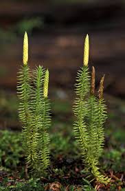 Attēlu rezultāti vaicājumam “Lycopodium annotinum”