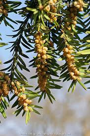 Attēlu rezultāti vaicājumam “Taxus baccata male flower”