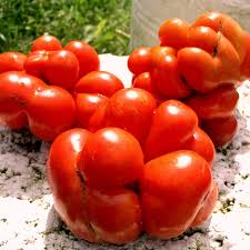 Afbeeldingsresultaat voor voyage tomato