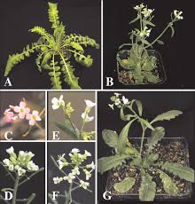 Attēlu rezultāti vaicājumam “Cardaminopsis arenosa leaf”