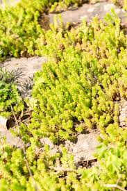 Attēlu rezultāti vaicājumam “Sedum sexangulare”