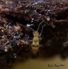 Attēlu rezultāti vaicājumam “Orchesella sp.”