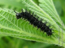 Attēlu rezultāti vaicājumam “Araschnia levana larva”