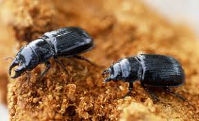 Attēlu rezultāti vaicājumam “Ceruchus chrysomelinus”