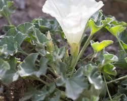 Attēlu rezultāti vaicājumam “Convolvulaceae”