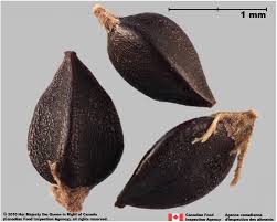 Attēlu rezultāti vaicājumam “Fallopia convolvulus fruit”