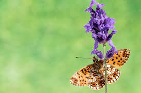 Attēlu rezultāti vaicājumam “Clossiana selene”