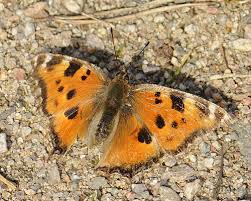 Attēlu rezultāti vaicājumam “Nymphalis xanthomelas”