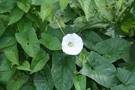 Attēlu rezultāti vaicājumam “Calystegia inflata leaf”