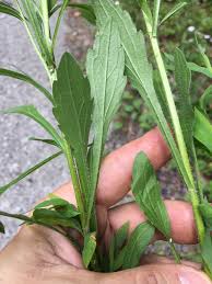 Attēlu rezultāti vaicājumam “Erigeron annuus leaf”