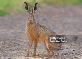 Attēlu rezultāti vaicājumam “Lepus sp.”