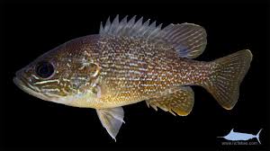 Image result for Lepomis cyanellus