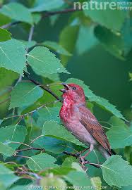 Attēlu rezultāti vaicājumam “Carpodacus erythrinus adult”