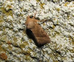 Attēlu rezultāti vaicājumam “Hydraecia micacea”