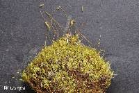 Attēlu rezultāti vaicājumam “Bryum pseudotriquetrum”