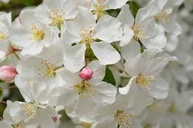 Attēlu rezultāti vaicājumam “Malus prunifolia”