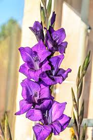 Attēlu rezultāti vaicājumam “Gladiolus imbricatus flower”