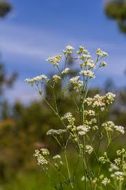 Attēlu rezultāti vaicājumam “Galium palustre fruit”