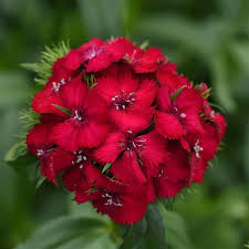 Attēlu rezultāti vaicājumam “Dianthus barbatus flower”