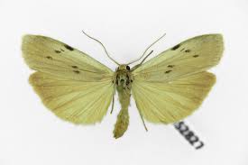 Attēlu rezultāti vaicājumam “Pelosia muscerda”