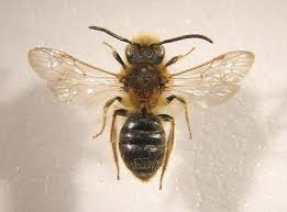 Attēlu rezultāti vaicājumam “Andrena haemorrhoa”
