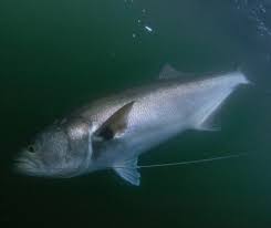 Image result for Pomatomus saltatrix