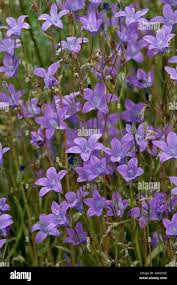 Attēlu rezultāti vaicājumam “Campanula patula”