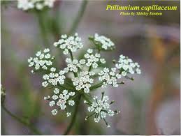 Attēlu rezultāti vaicājumam “Distichium capillaceum”