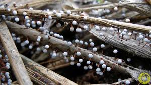 Attēlu rezultāti vaicājumam “Didymium nigripes”