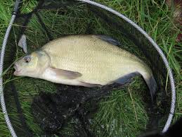 Image result for Abramis brama