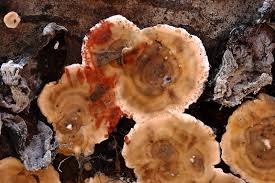 Attēlu rezultāti vaicājumam “Stereum rugosum”