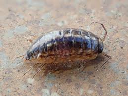 Attēlu rezultāti vaicājumam “Ligidium hypnorum”