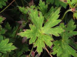 Attēlu rezultāti vaicājumam “Geranium sylvaticum leaf”