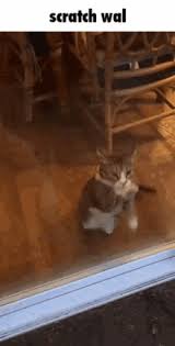 Image result for invisible cat