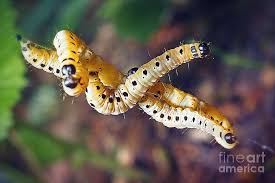 Attēlu rezultāti vaicājumam “Yponomeutidae”