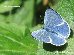 Attēlu rezultāti vaicājumam “Celastrina argiolus male”