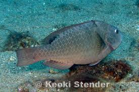 Image result for Calotomus carolinus