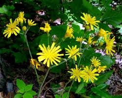 Attēlu rezultāti vaicājumam “Hieracium murorum flower”
