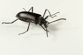 Attēlu rezultāti vaicājumam “Tenebrionidae”