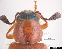 Attēlu rezultāti vaicājumam “Necrobia violacea”