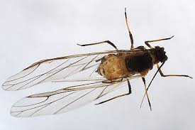 Attēlu rezultāti vaicājumam “Rhopalosiphum oxyacanthae”