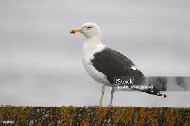 Attēlu rezultāti vaicājumam “Larus marinus”